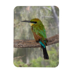 Rainbow bee-eater bird, Australia Magnet