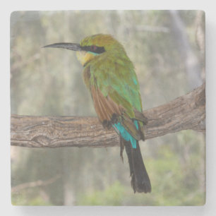 Rainbow bee-eater bird, Australia Stone Coaster