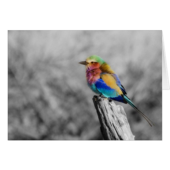 Rainbow Bird (Front Horizontal)