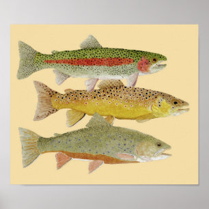Rainbow,Brown & Brook Trout on Colourful Poster