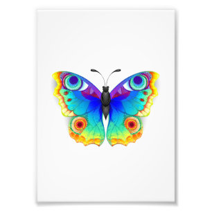 Rainbow Butterfly Peacock Eye Photo Print