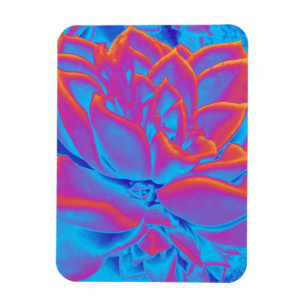 Rainbow colour Succulent plant Magnet