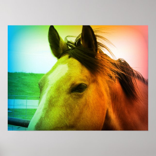 Rainbow Coloured Buckskin Poster (Front)