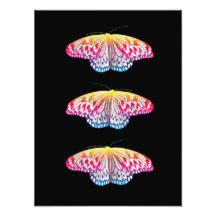 Rainbow-Coloured Butterflies 