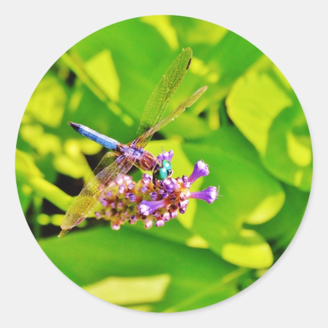Rainbow coloured Dragonfly  on a purple pink flowe Classic Round Sticker (Front)