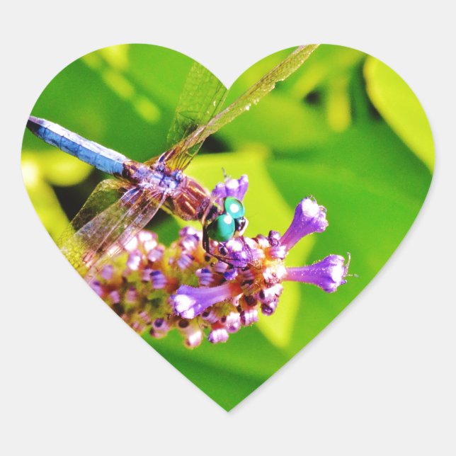 Rainbow coloured Dragonfly  on a purple pink flowe Heart Sticker (Front)