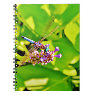 Rainbow coloured Dragonfly  on a purple pink flowe Notebook