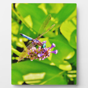 Rainbow coloured Dragonfly  on a purple pink flowe Plaque