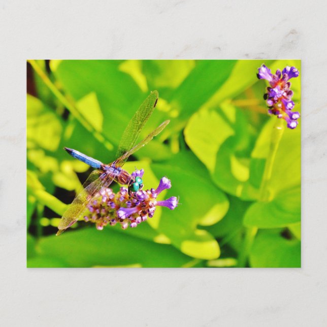 Rainbow coloured Dragonfly  on a purple pink flowe Postcard (Front)