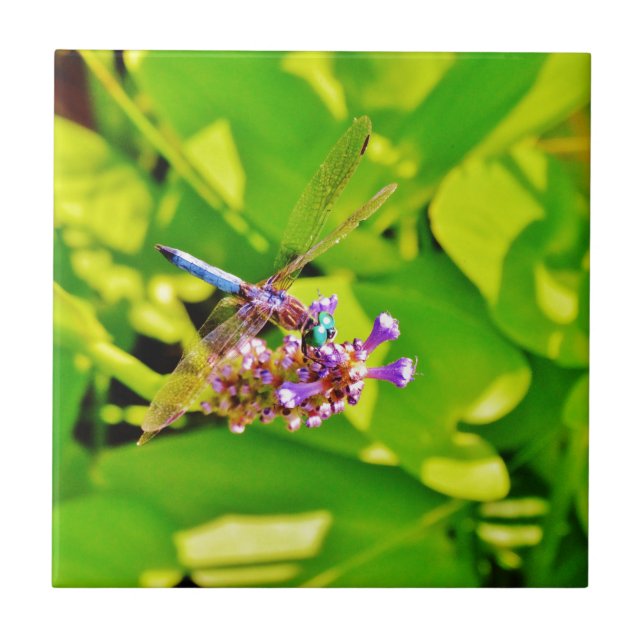 Rainbow coloured Dragonfly  on a purple pink flowe Tile (Front)