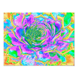 Rainbow Colours Fiesta Succulent Sedum Rosette Photo Print