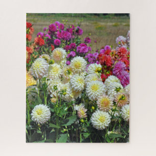 Rainbow dahlias garden jigsaw puzzle