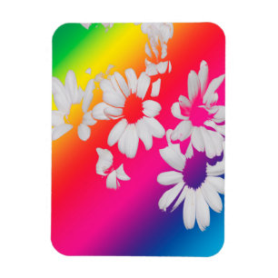 Rainbow daisies magnet