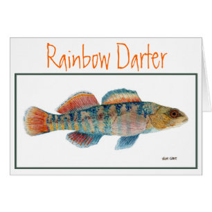 Rainbow Darter Card