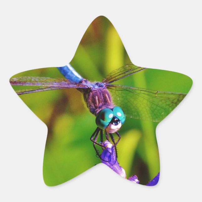 Rainbow Dragonfly and flower Star Sticker (Front)