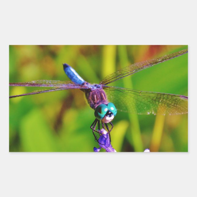 Rainbow Dragonfly and flower Sticker (Front)