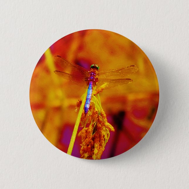 Rainbow Dragonfly on amber and fuschia 2 Inch Round Button (Front)