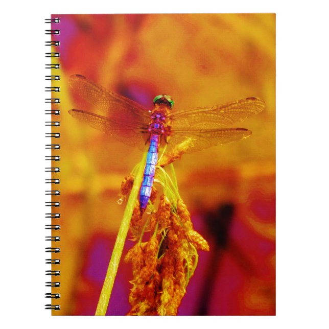 Rainbow Dragonfly on amber and fuschia Notebook (Front)