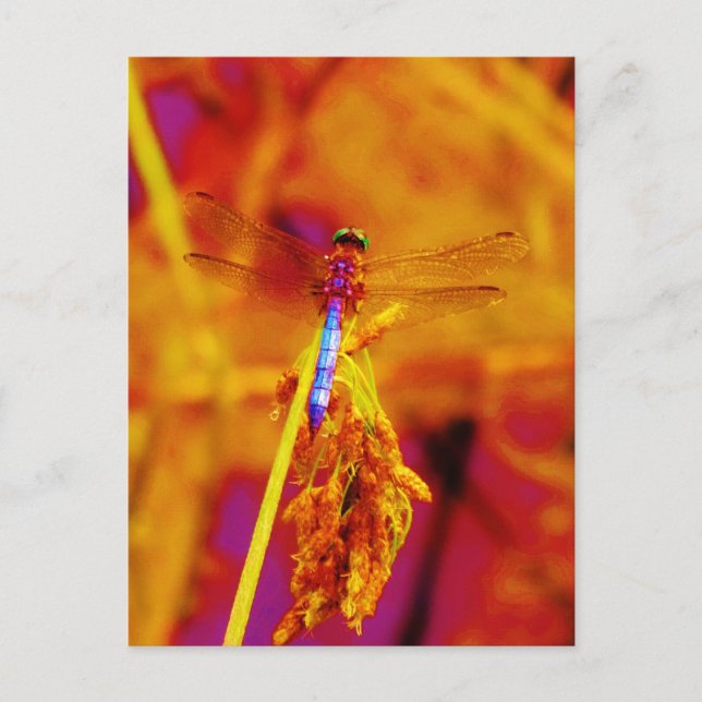 Rainbow Dragonfly on amber and fuschia Postcard (Front)