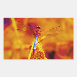 Rainbow Dragonfly on amber and fuschia Sticker