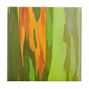 Rainbow Eucalyptus bark, Hawaii Tile