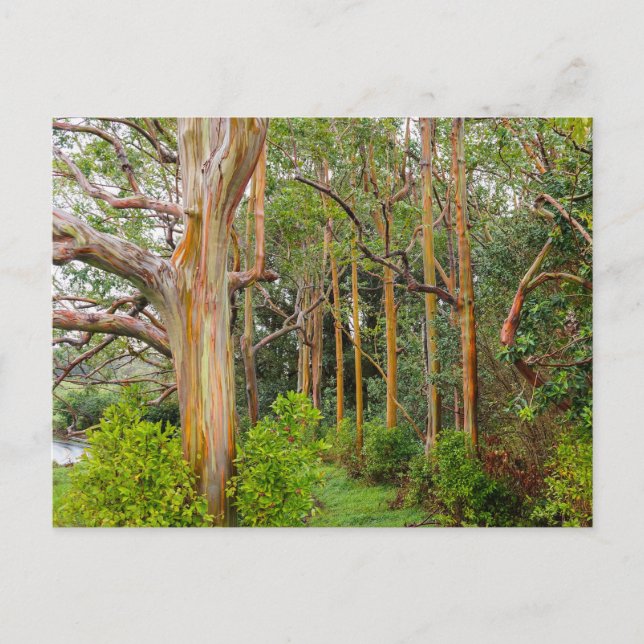 Rainbow Eucalyptus. Maui, Hawaii Postcard (Front)