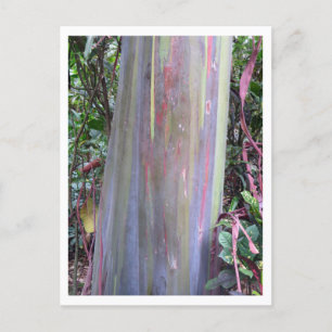 Rainbow Eucalyptus Tree Postcard