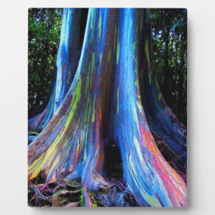 RAINBOW HAWAII EUCALYPTUS TREE PLAQUE