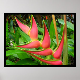 Rainbow Heliconia Flower Poster Prints