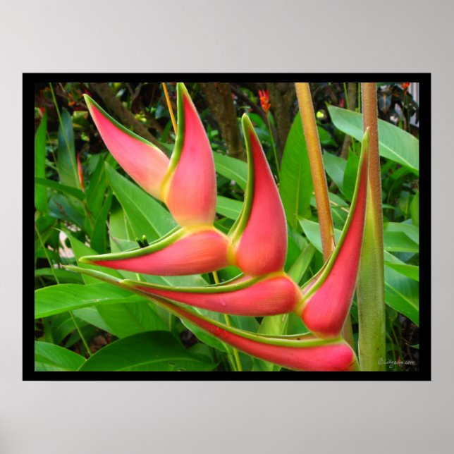 Rainbow Heliconia Flower Poster Prints (Front)