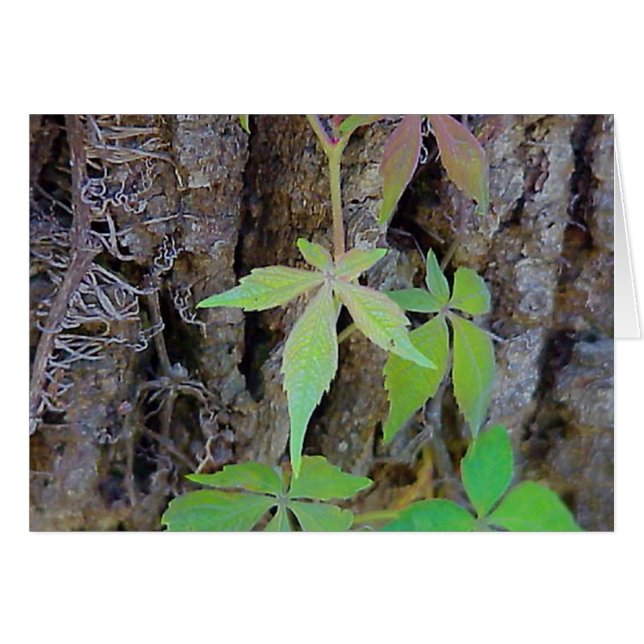 Rainbow Leaves card (Front Horizontal)