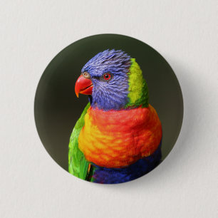 Rainbow Lorikeet 2 Inch Round Button