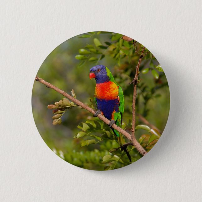 Rainbow lorikeet 2 inch round button (Front)