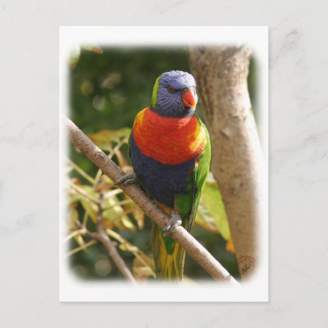 Rainbow Lorikeet 9Y209D-061 Postcard (Front)