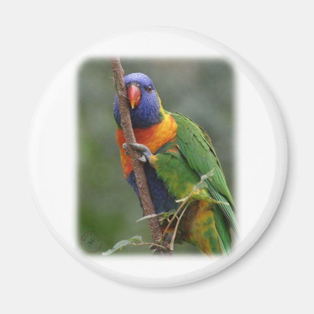 Rainbow Lorikeet 9Y209D-177 Magnet (Front)