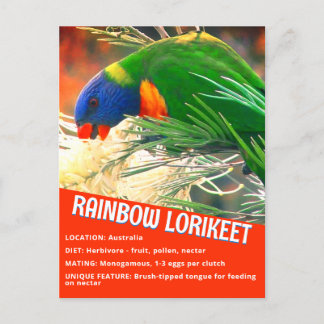 Rainbow Lorikeet Bird Educational Facts Photo Postcard