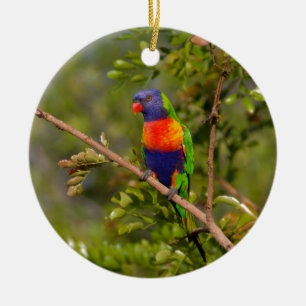 Rainbow lorikeet ceramic ornament