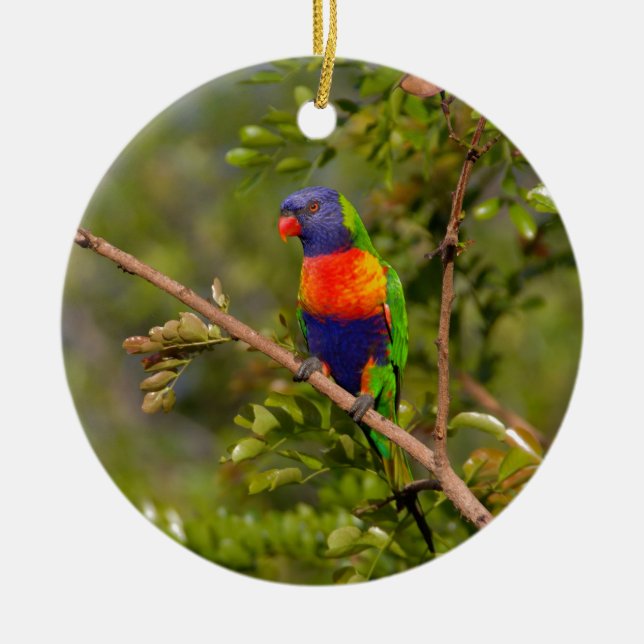 Rainbow lorikeet ceramic ornament (Front)