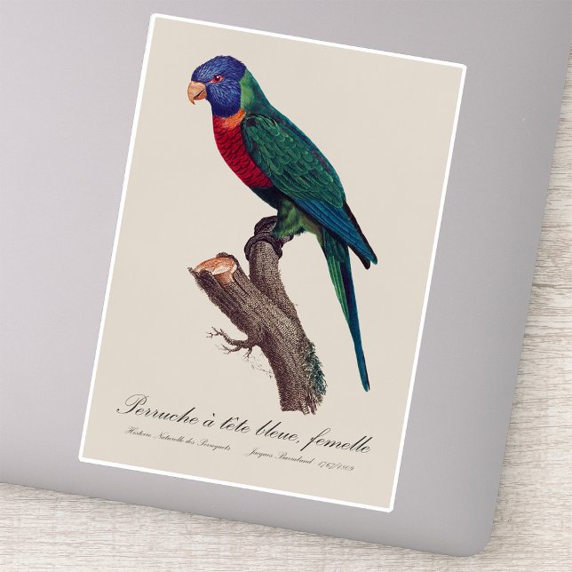 Rainbow lorikeet female, Trichoglossus moluccanus (Perruche a tete bleue, femelle / Rainbow lorikeet, female. Sticker)