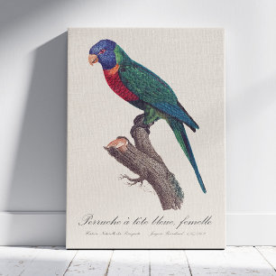 Rainbow lorikeet female, Trichoglossus moluccanus Canvas Print