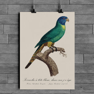 Rainbow lorikeet juvenile Trichoglossus moluccanus Poster