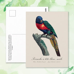 Rainbow Lorikeet Male, Trichoglossus Moluccanus Postcard
