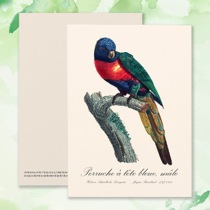 Rainbow Lorikeet Male, Trichoglossus Moluccanus Thank You Card