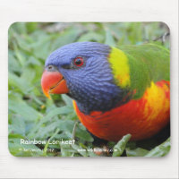 Rainbow Lorikeet