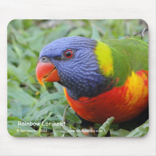 Rainbow Lorikeet Mouse Pad (Front)