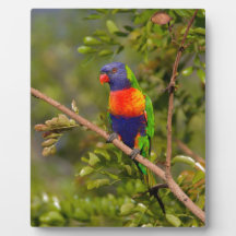 Rainbow lorikeet