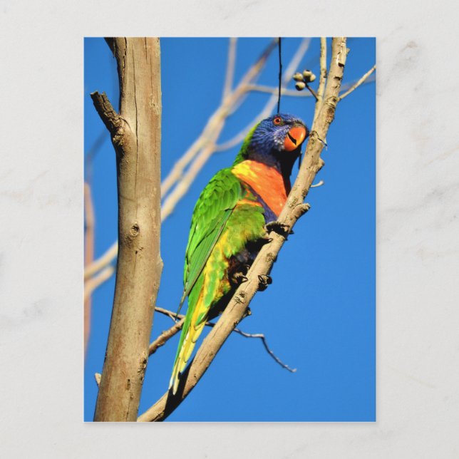 Rainbow Lorikeet Postcard (Front)
