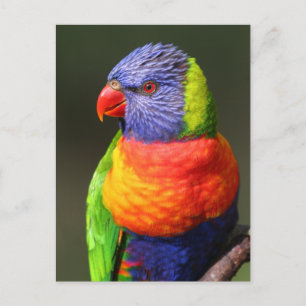Rainbow Lorikeet Postcard