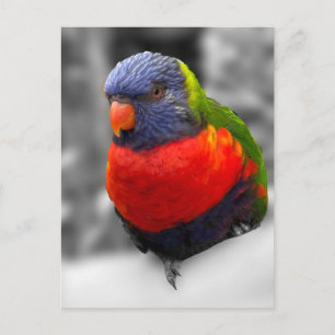 Rainbow Lorikeet Postcard