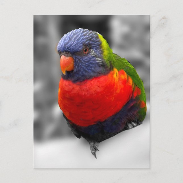 Rainbow Lorikeet  Postcard (Front)